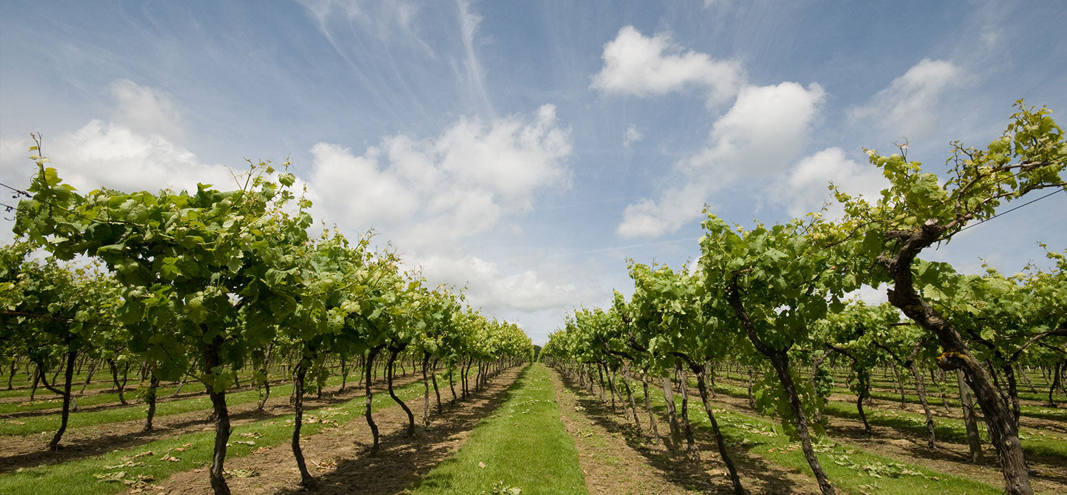 Biddenden vineyard