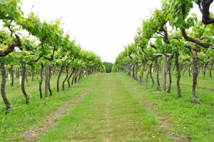 July vineyard