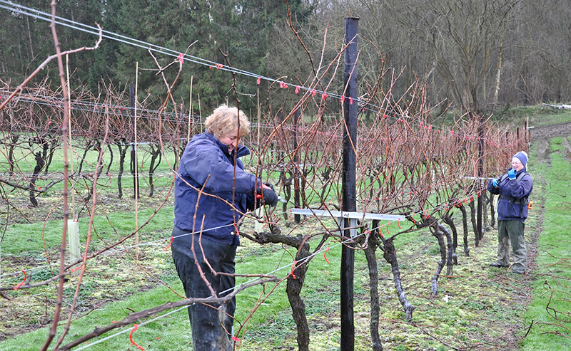 Pruning done at Biddenden Vineyards