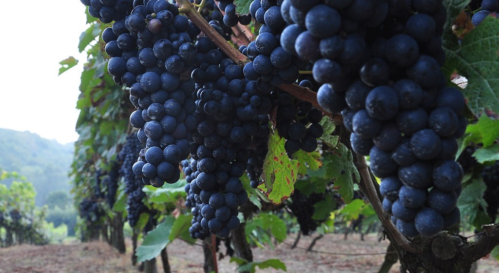 biddenden-harvest-full-swing