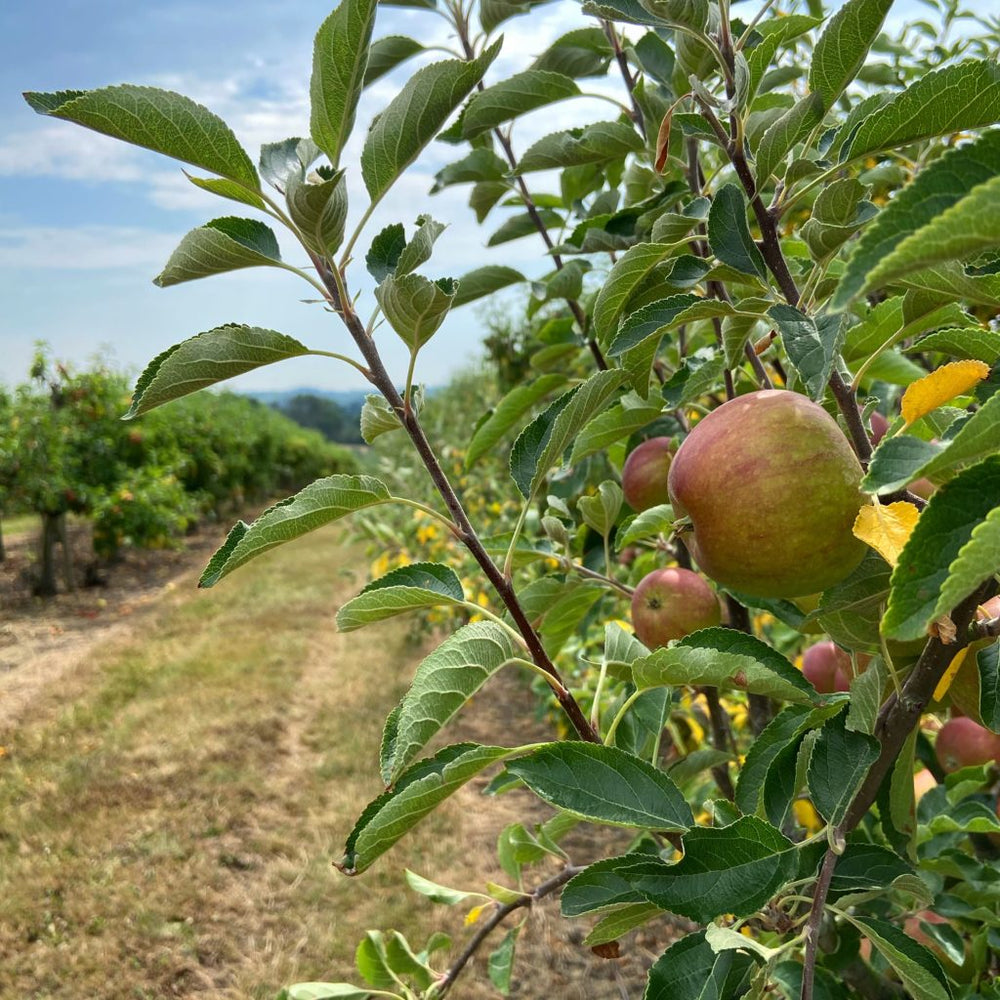 The Biddenden Blog October 2020