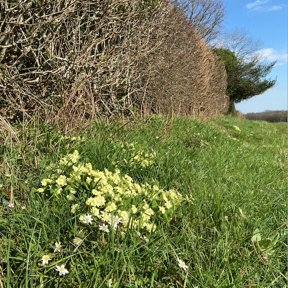 The Biddenden Blog March 2021