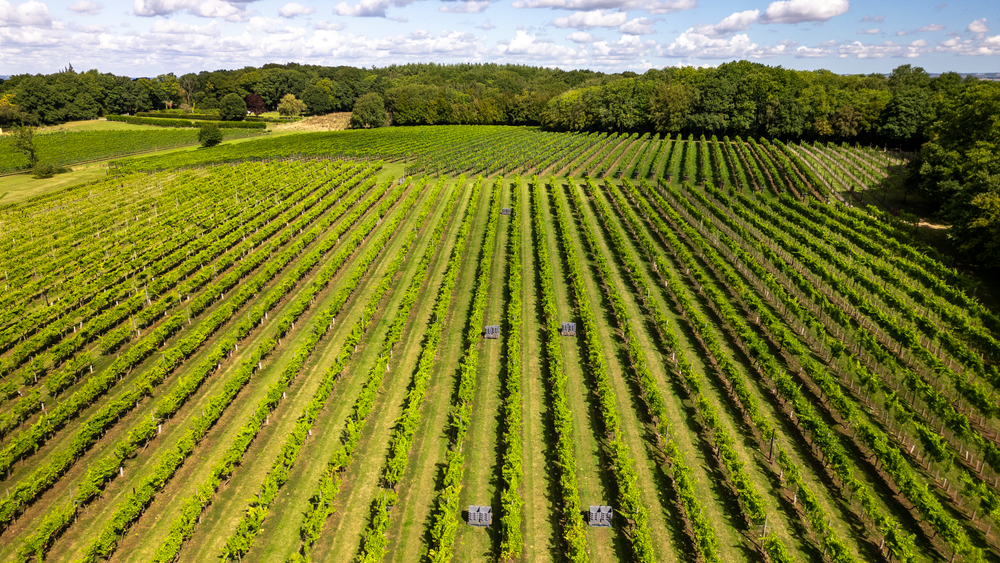 Production and Vineyard Assistants