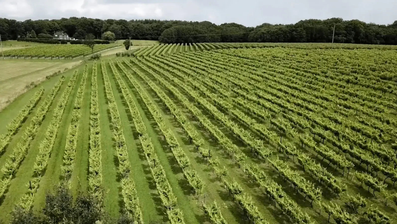 Biddenden Vineyards, from Biddenden Vineyards