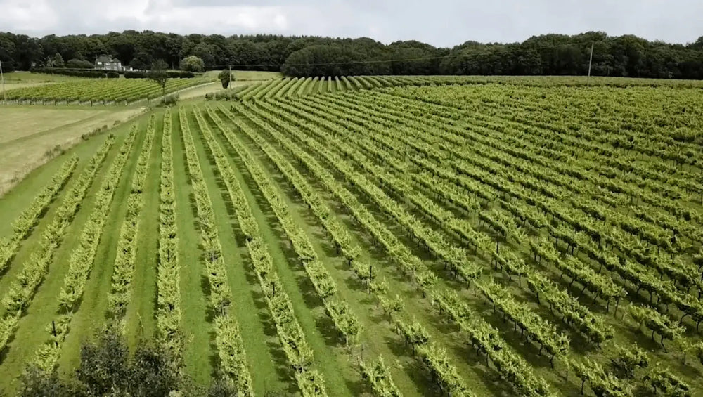 Biddenden Vineyards Launches New Special Edition Sparkling Wine And Special Mead