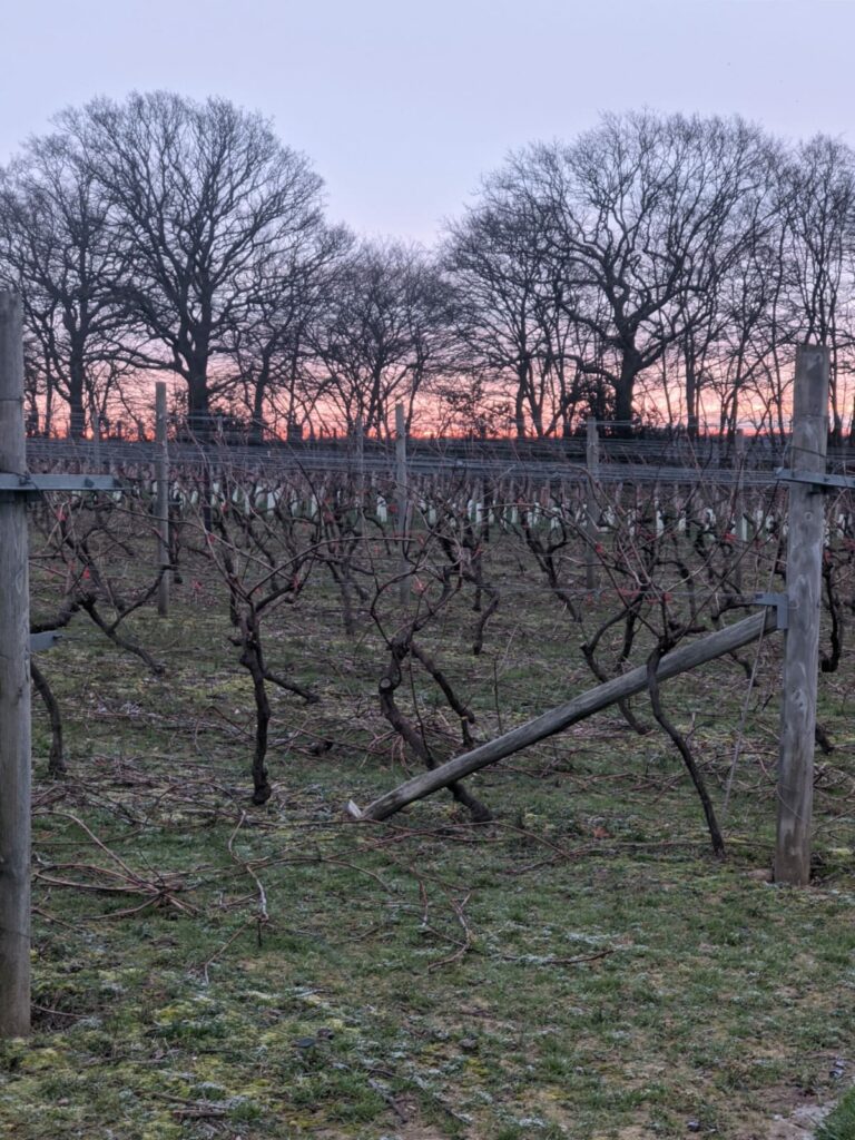 The Biddenden Blog January 2021