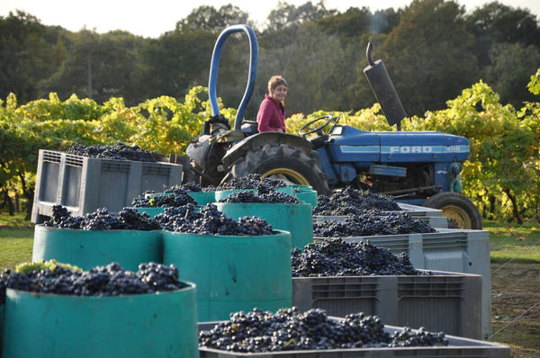 Biddenden Vineyards Harvest Report 2023