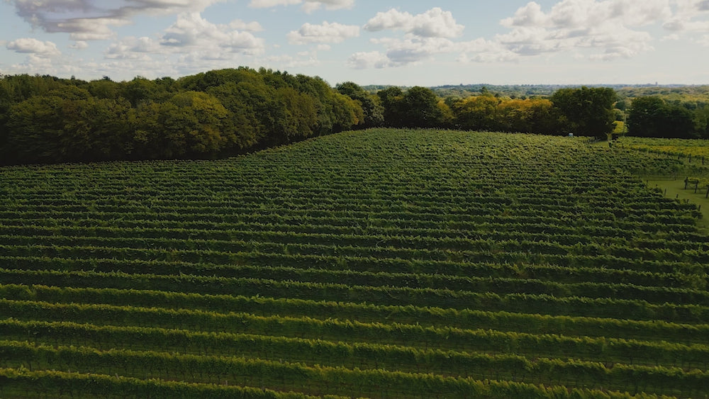 Biddenden Vineyard's Private Guided Tour