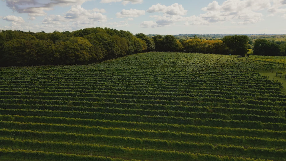 Biddenden Vineyard's Open Tour