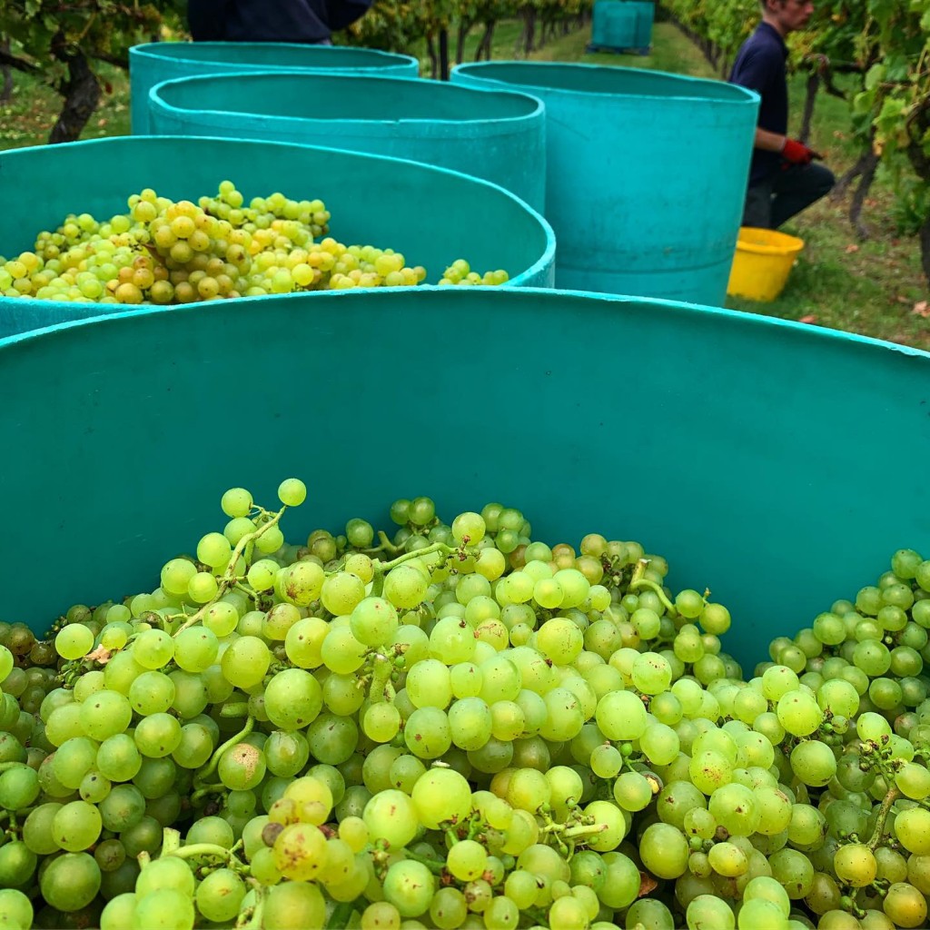 Grape Harvest - Biddenden Vineyards