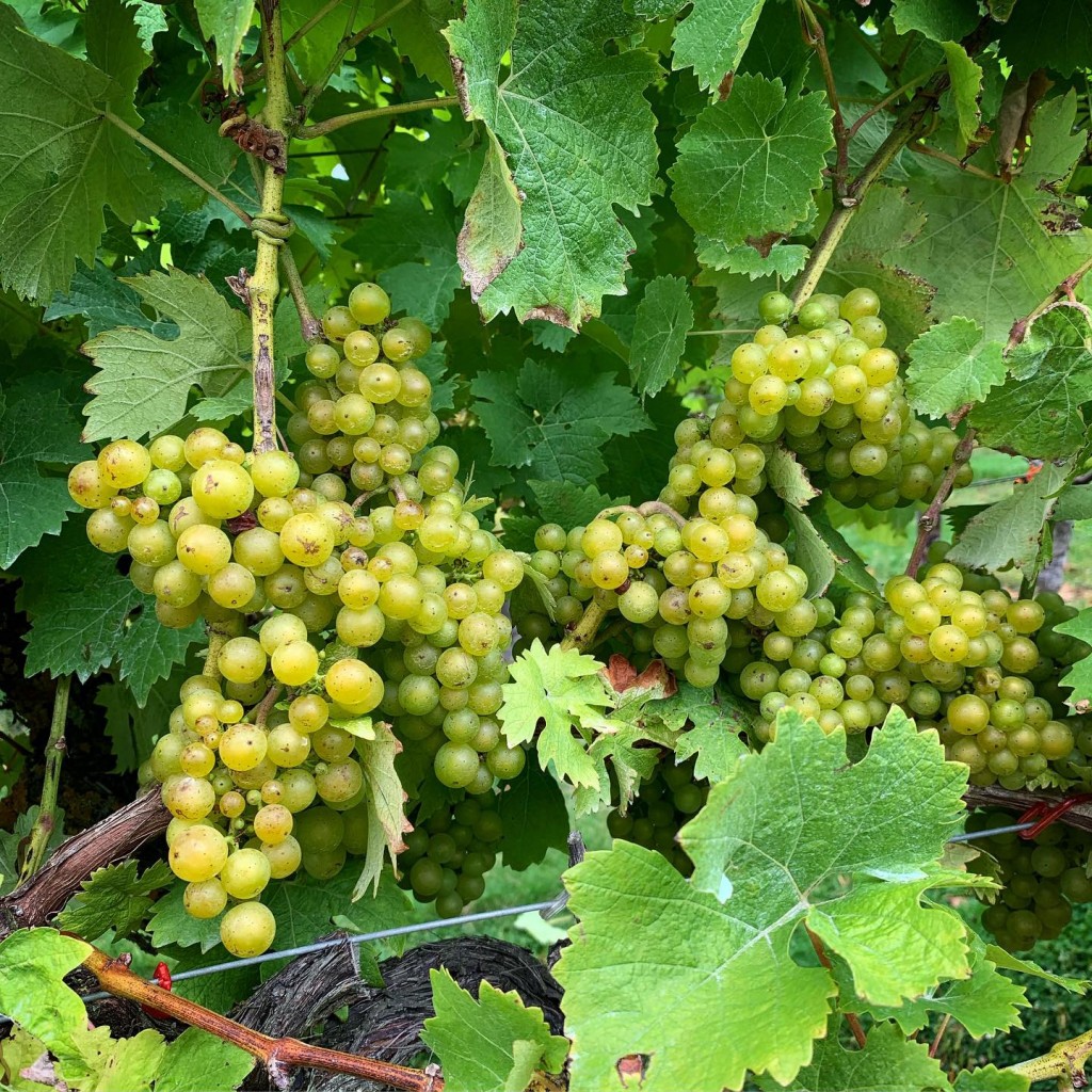 Grape Harvest at Biddenden Vineyards