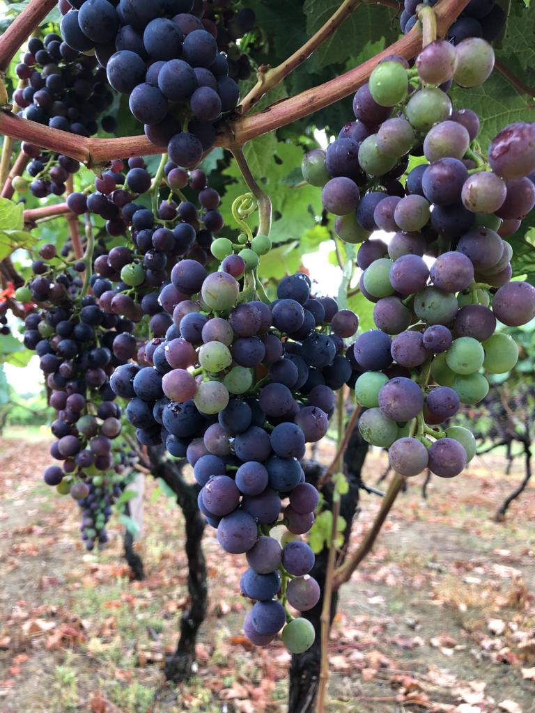 Veraison in the Dornfelder at Biddenden