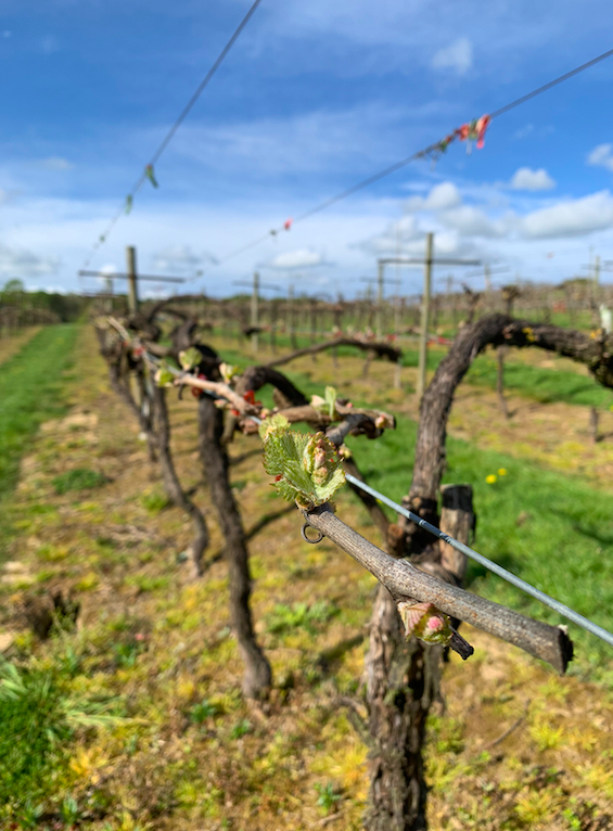 bud burst at Biddenden