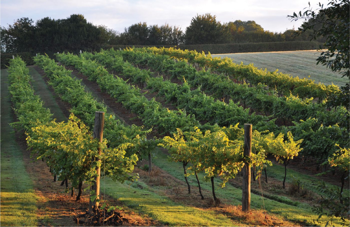 Biddenden Vineyards